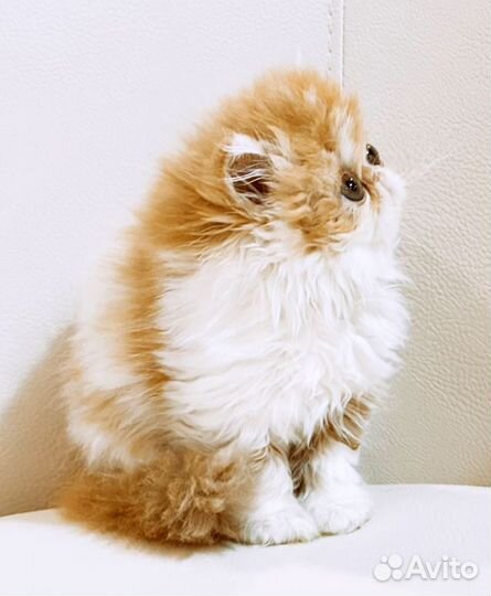 Персидская кошка