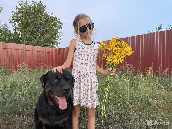 Вязка ротвейлера