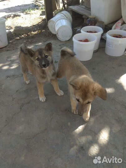 Отдам щенков лайки