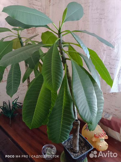 Плюмерия франжипани