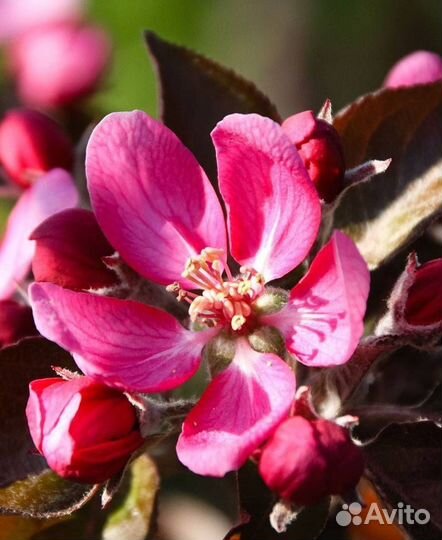 Саженцы яблони Ред Кетти