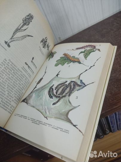 Н. Плавильщиков. Юным любителям природы