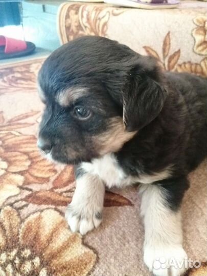 Собаки щенки бесплатно