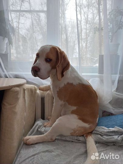 Бигль вязка