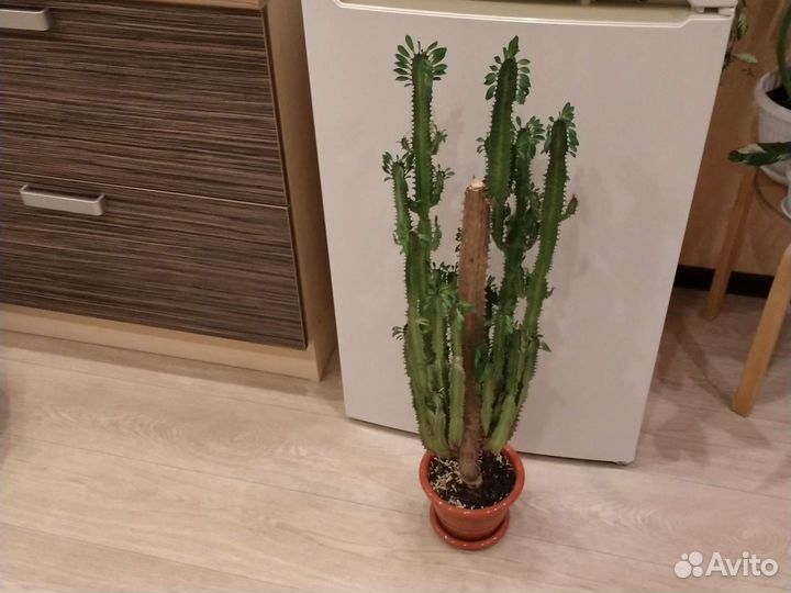 Крупные комнатные растения (3.)