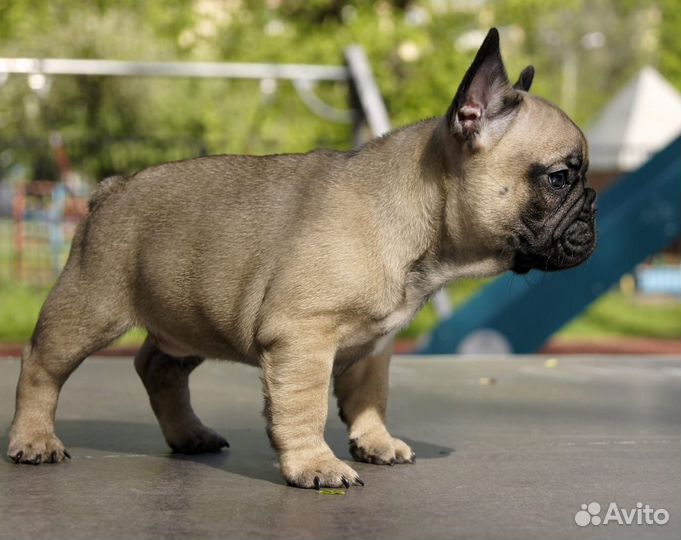 Французский бульдог