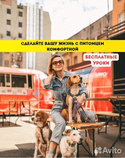 Дрессировка и воспитание собак Кинолог Зоопсихолог