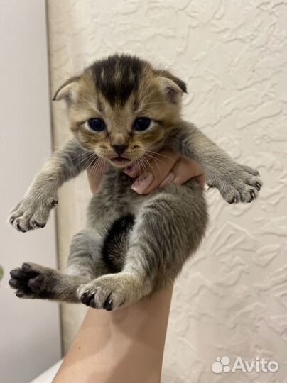 Метисы от шотландской вислоухой кошечки