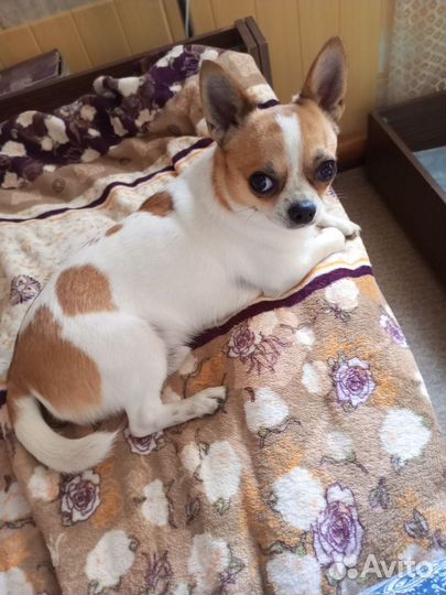 Вязка кобель чихуахуа