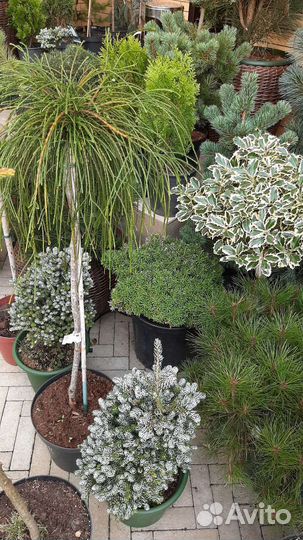 На штамбе большой ассортимент хвойных