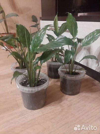 Спатифиллум комнатные цветы