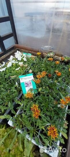Рассада,есть доставка