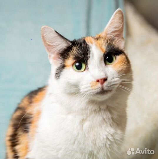 Кошечка Лизавета в добрые руки