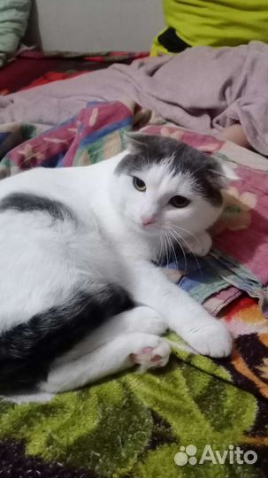 Вислоухий кот в дар