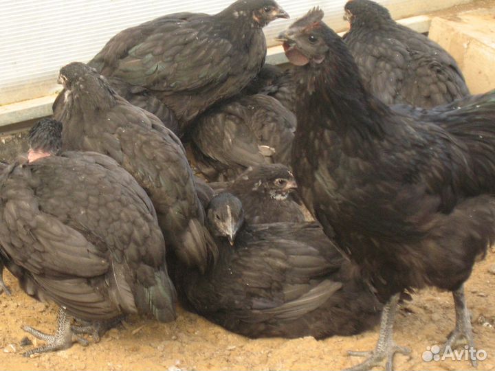 Куры и петушки породы ухей илюй,брама,голошейные