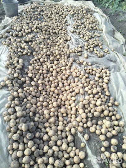 Продам картофель
