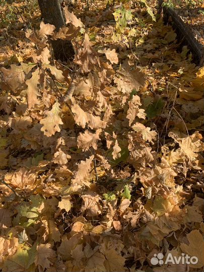 Дуба саженцы, липы, клена