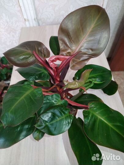 Филодендрон