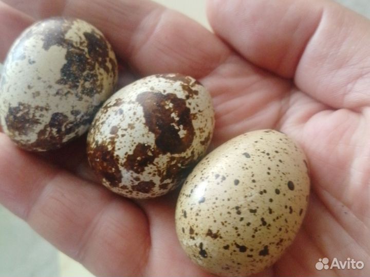 Яйца перепелиные
