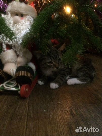 Отдам котенка-символ этого года