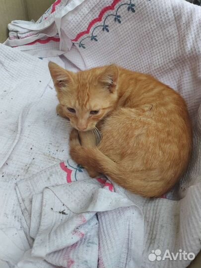 Котята ищут дом