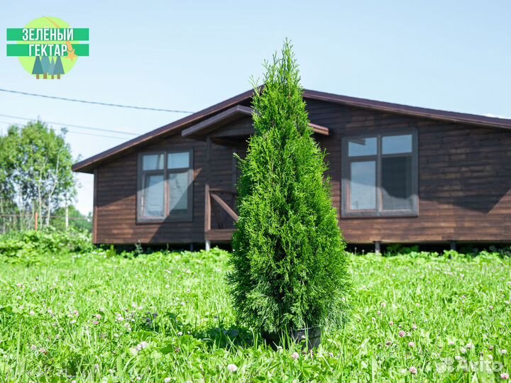 Туя смарагд 120 см свежая копка 2023