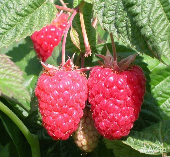 Малина для Кубани