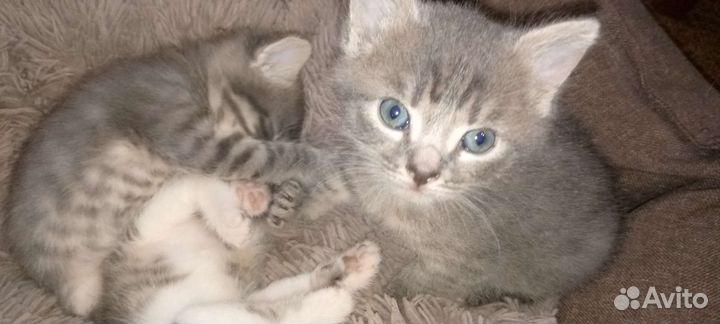 Котята +подарки