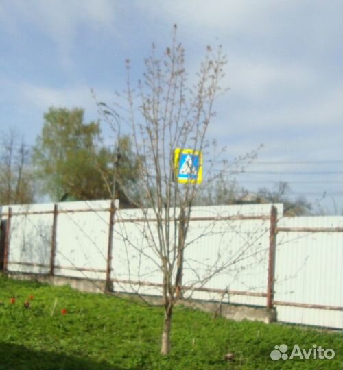 Клён остролистный 4 - 5 м