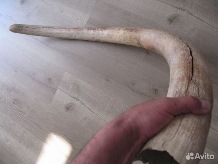 Бивень мамонта для интерьера Цена за весь бивень