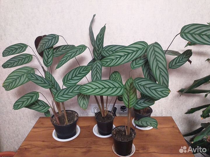 Комнатные растения