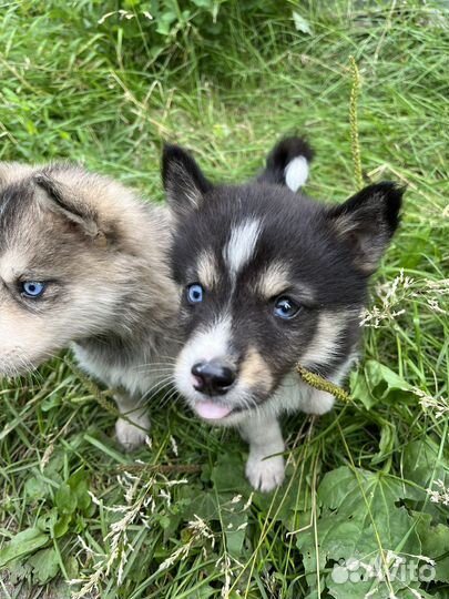 Щенок хаски