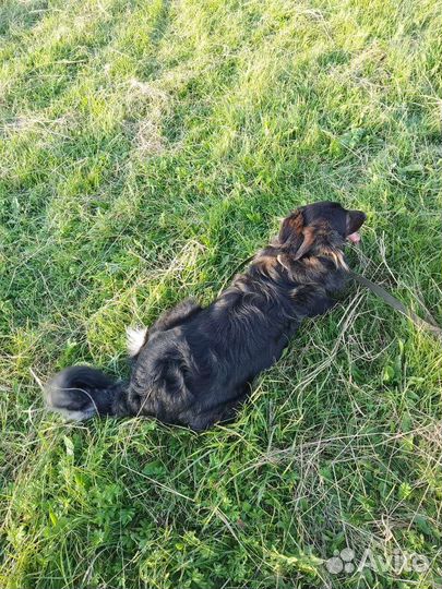 Собака (кобель) в добрые руки