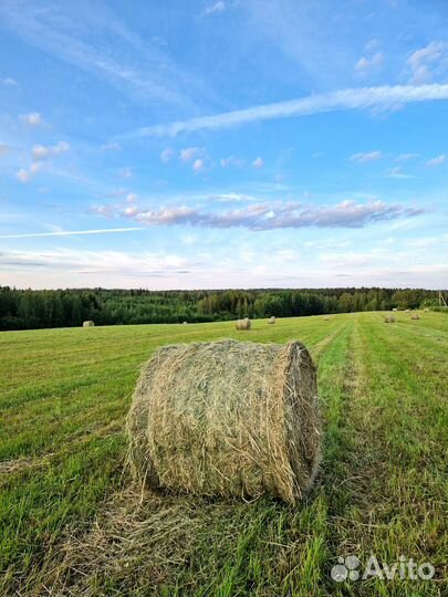 Сено в рулонах 2024г 250кг