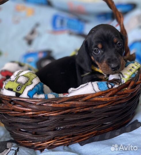 Щенки таксы