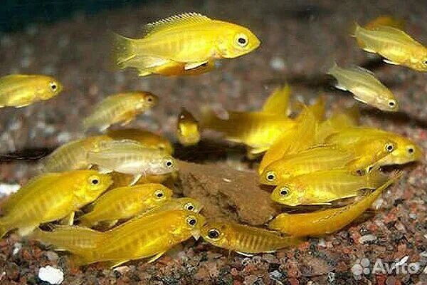 Цихлиды елоу мальки, Полиптерус, Телескоп