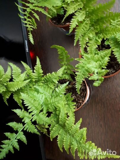 Папоротники Нефролепис мариса Макротелиптерис торр