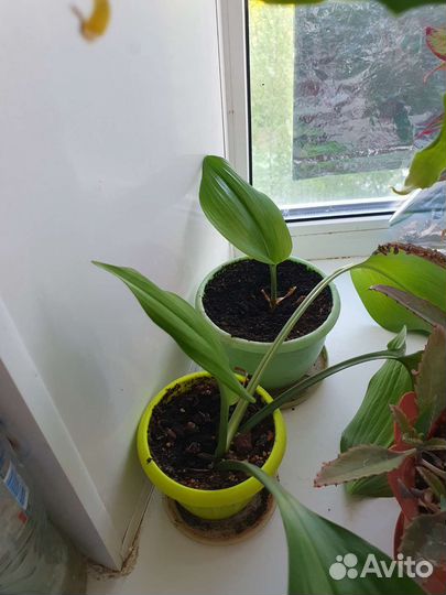 Амазонская лилия