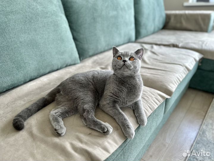 Шотландский кот