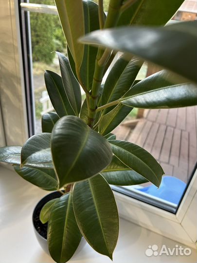 Фикус с горшком