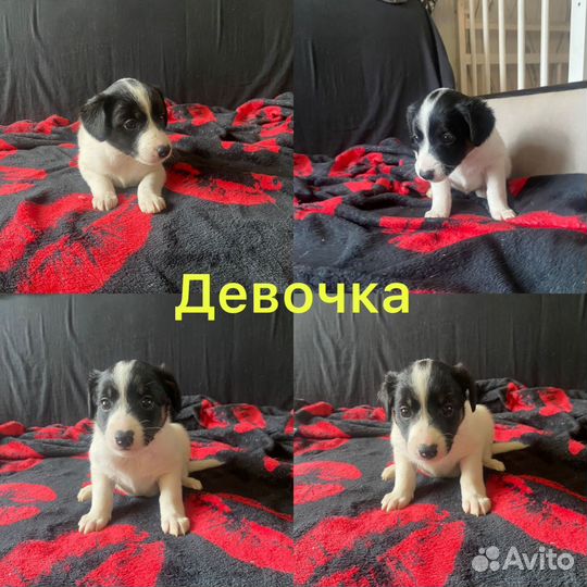 Щенки джек рассел терьер