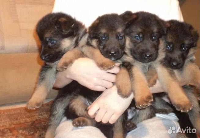 Немецкая овчарка