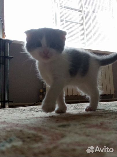Котята в добрые руки бесплатно