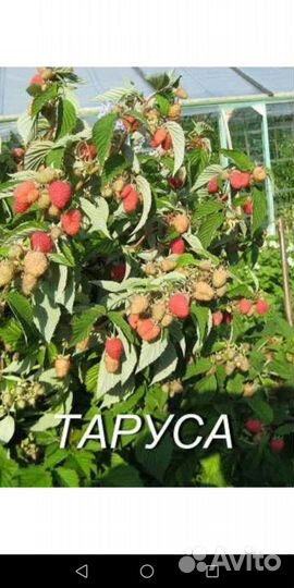 Плодовые деревья, декоративные кустарники, розы, х