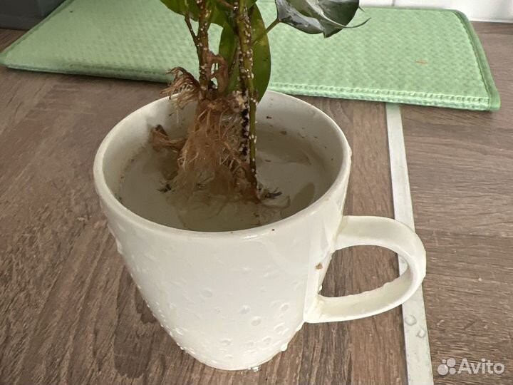 Фикус, укорененный. Отдам