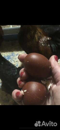 Инкубационное яйцо породистых кур