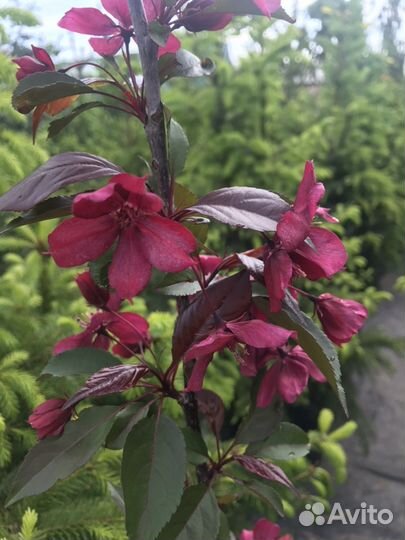 Яблоня декоративная Роялти и Рудольф