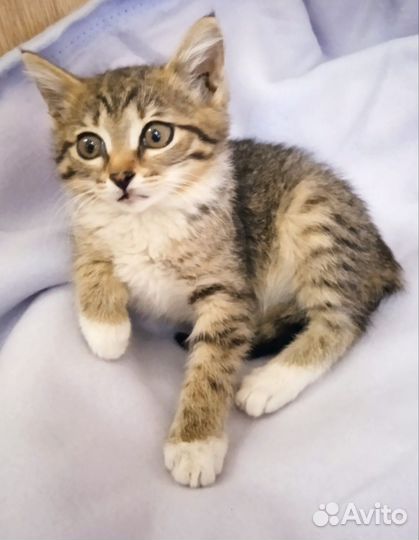 Котенок девочка