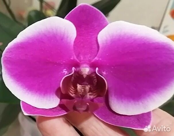 Орхидея фаленопсис