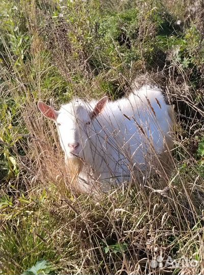 Козел зааненский